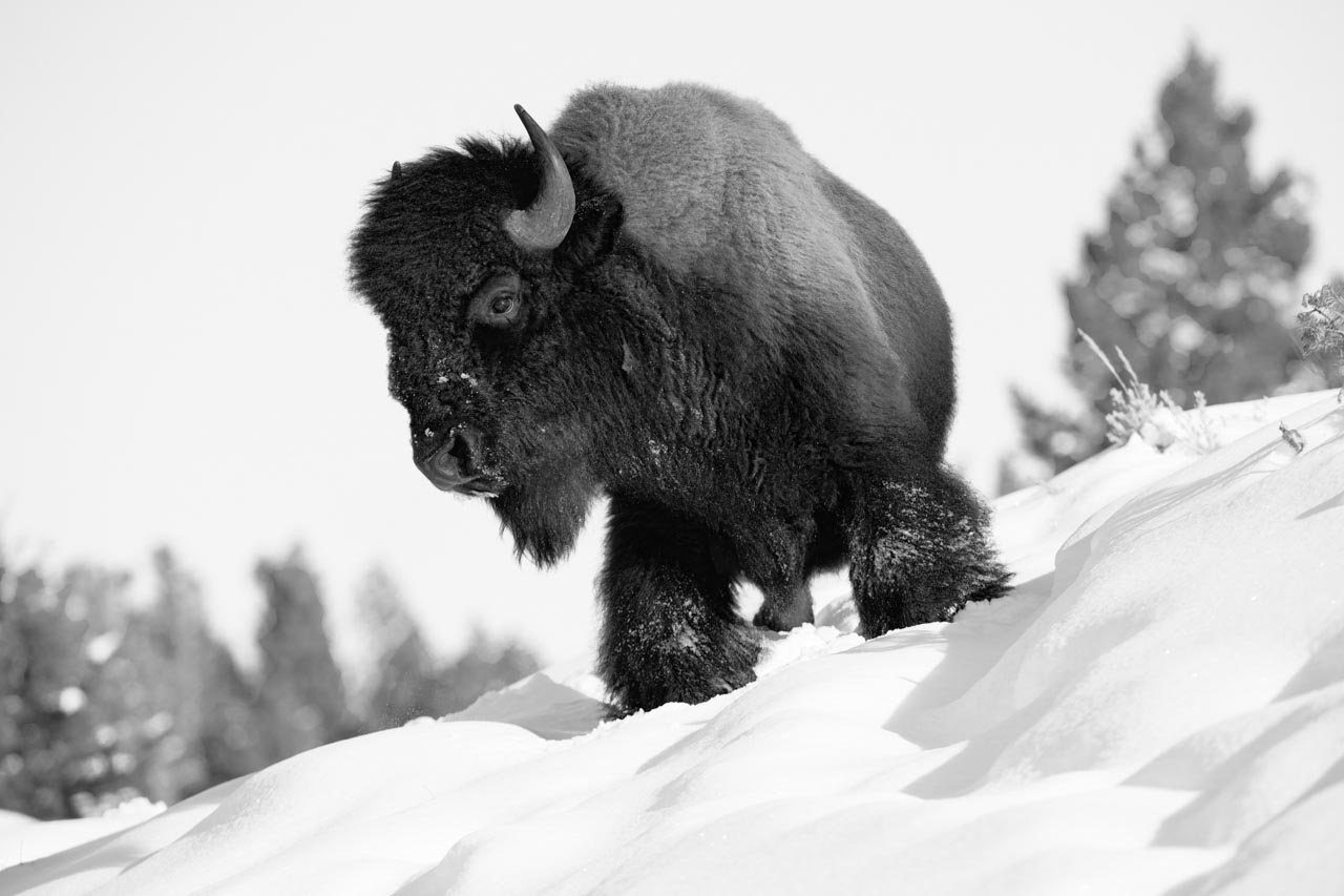 american-bison-yellowstone-amar-guillen-photographer